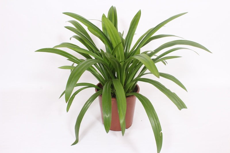 Hymenocallis festalis 80cm 27cm Pot
