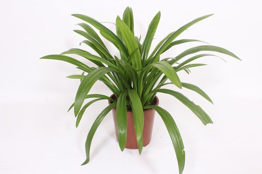 Hymenocallis festalis 80cm 27cm Pot