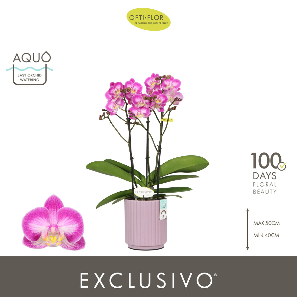 Phalaenopsis pink 45cm 12cm Pot