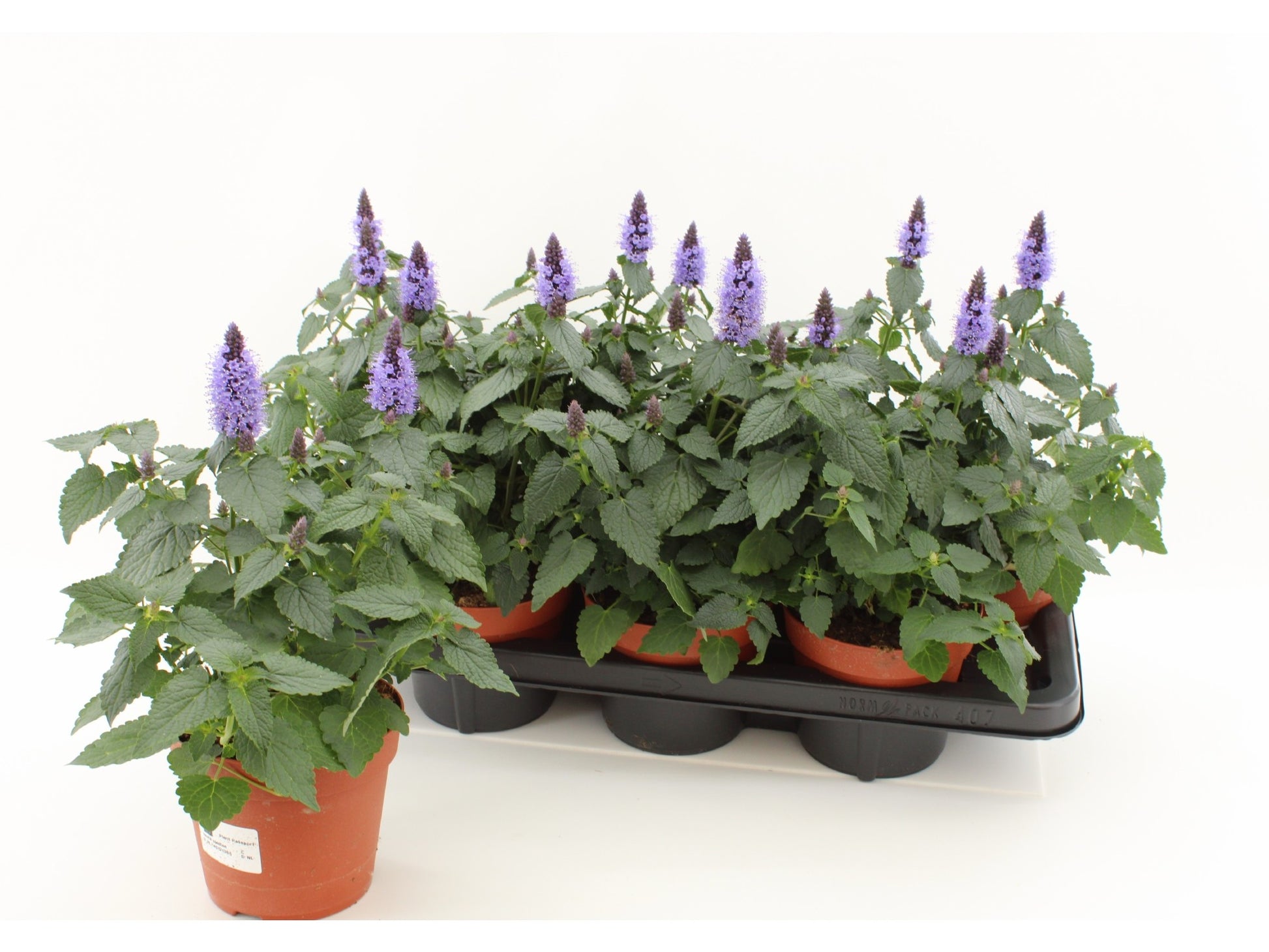Agastache Astello Indigo 25cm 14cm Pot