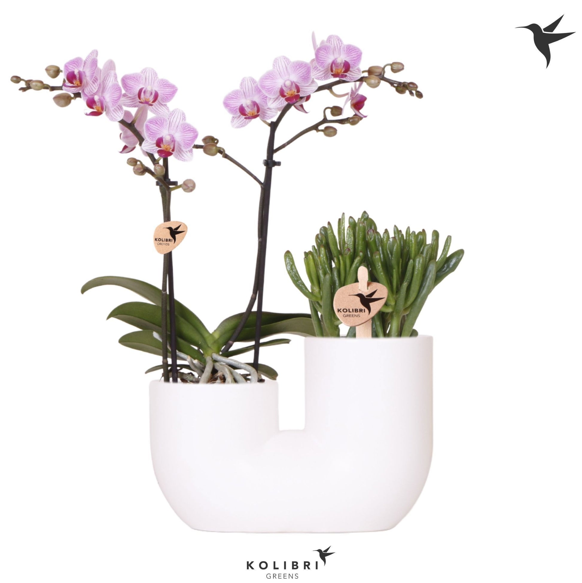 arr. Kolibri 12500WHPI 40cm 18cm Pot