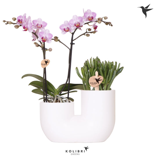 arr. Kolibri 12500WHPI 40cm 18cm Pot