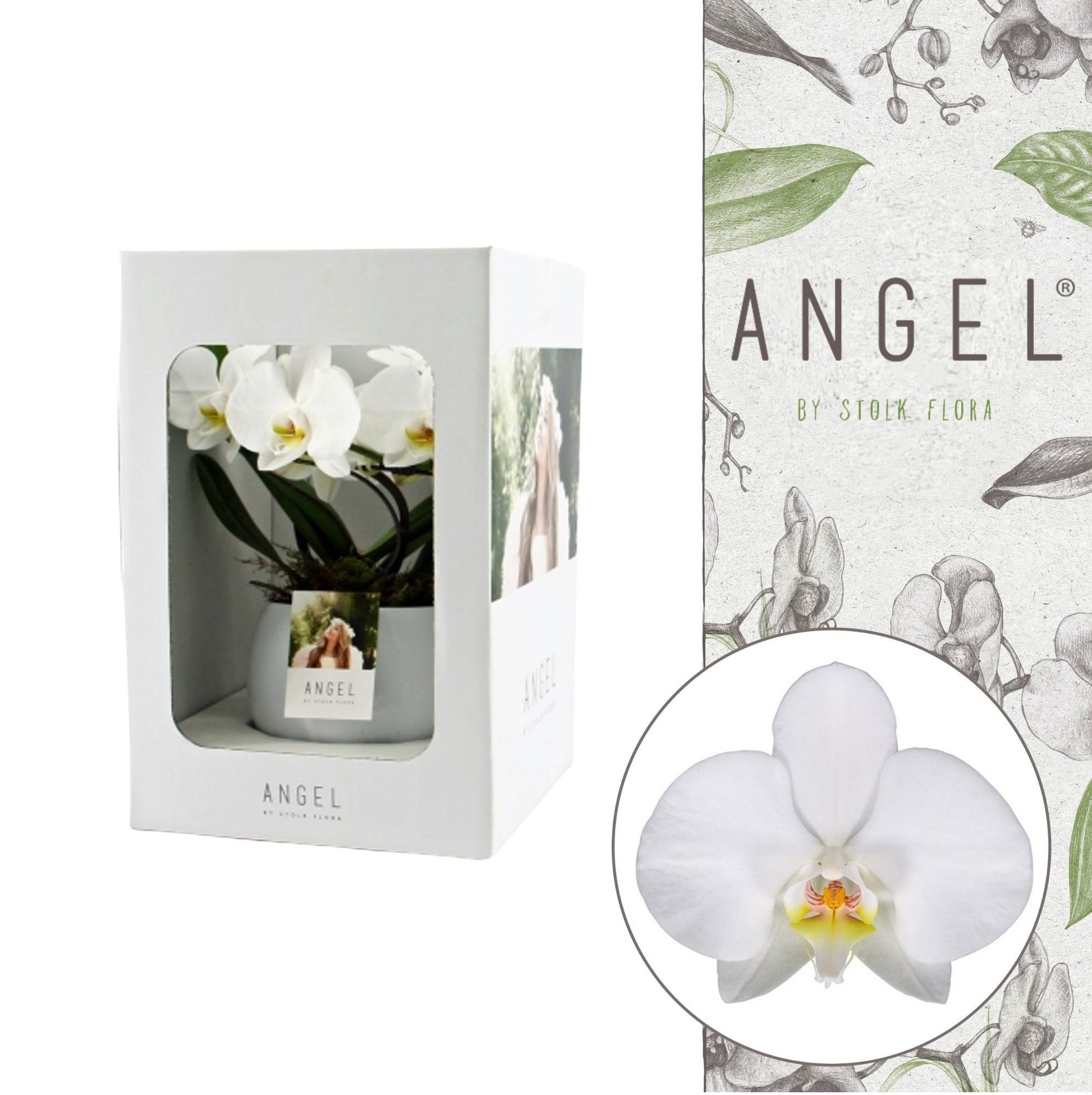 Phalaenopsis showbox white in lisa white pot 25cm 12cm Pot