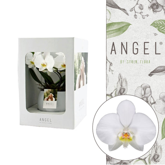 Phalaenopsis showbox white in lisa white pot 25cm 12cm Pot