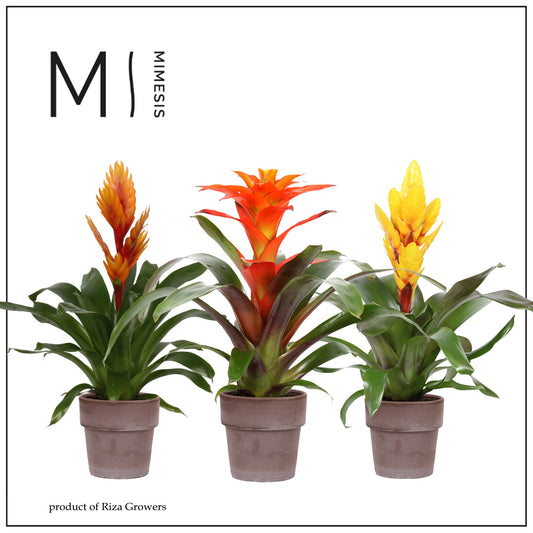 Bromelia mix 45cm 12cm Pot