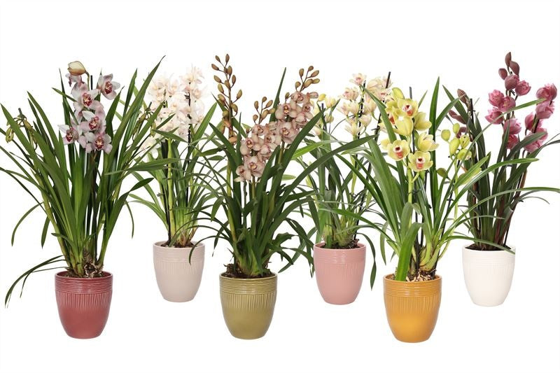 Cymbidium mix 65cm 12cm Pot
