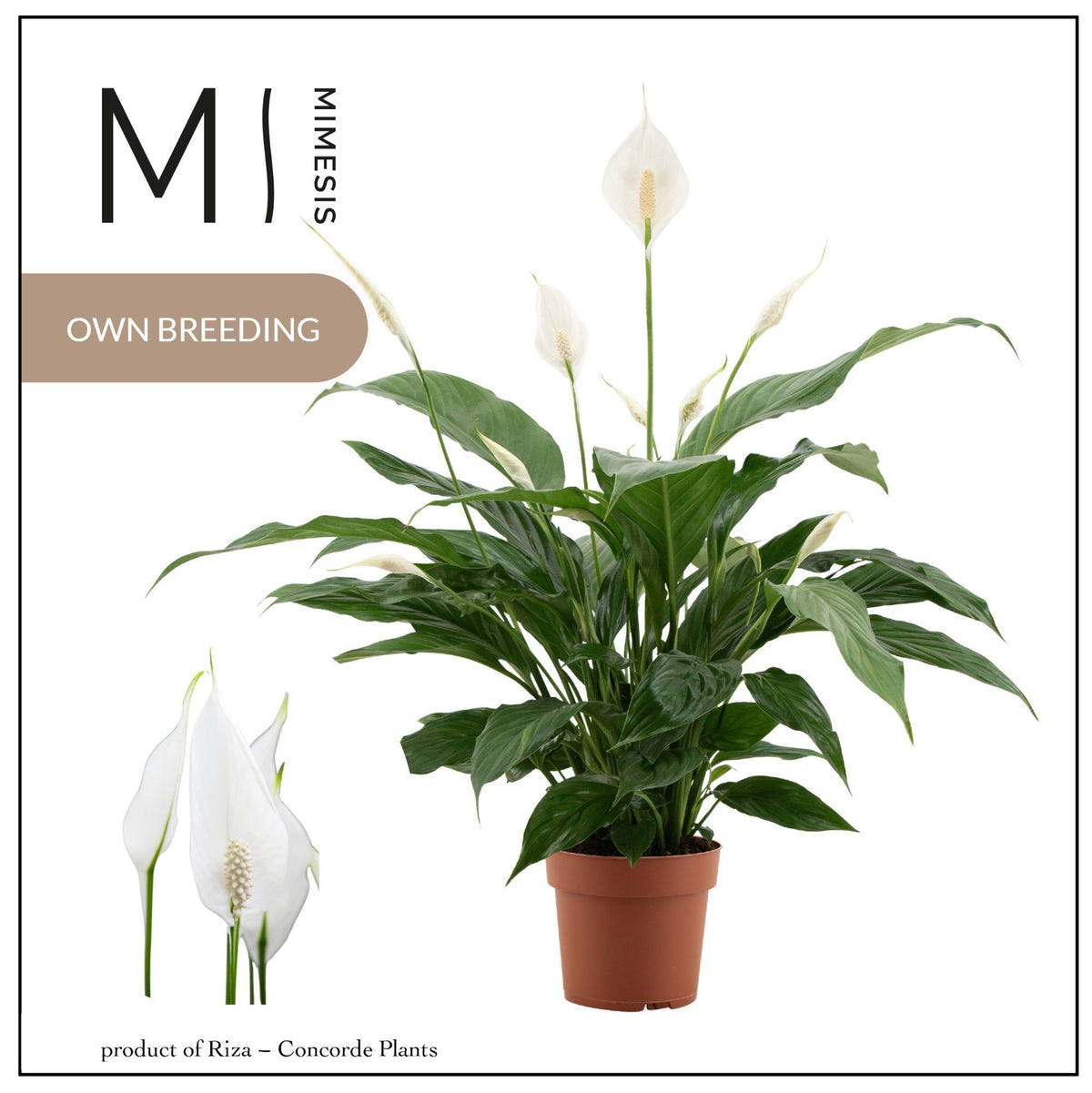 Spathiphyllum Sweet Benito 55cm 13cm Pot