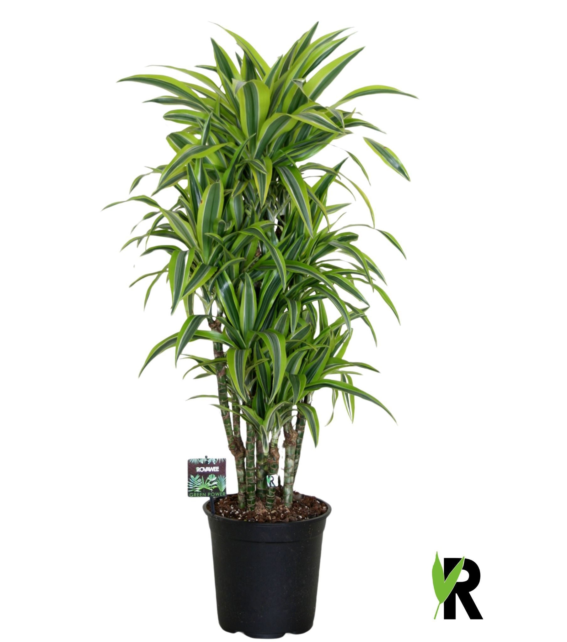Dracaena fragrans Lemon Lime 90cm 24cm Pot