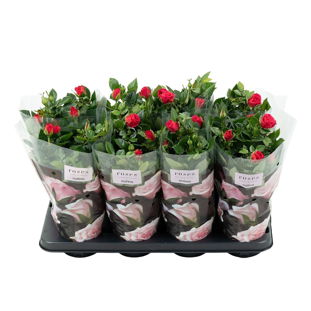 Rose Patiohit Deep pink 36cm 13cm Pot