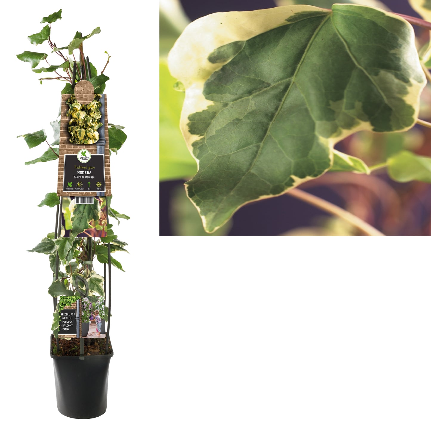 Hedera Gloire de Marengo 23cm Pot