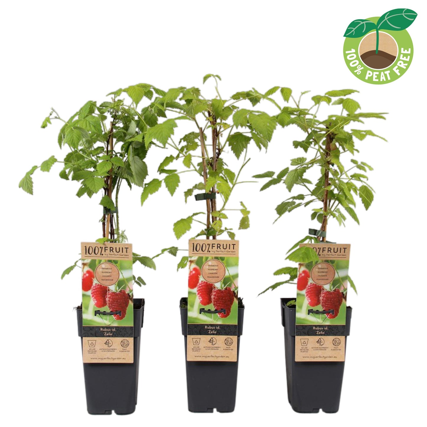 Rubus Zefa Herbsternte (Raspberry) 50cm 15cm Pot