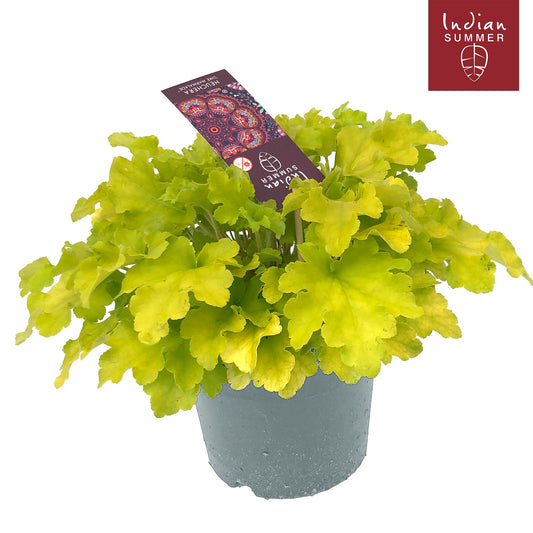Heuchera Indian Summer lime 30cm 19cm Pot