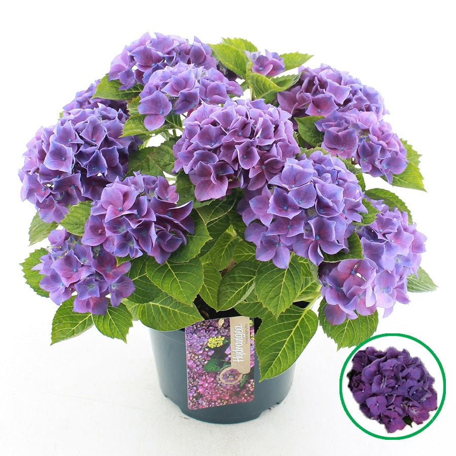 Hydrangea macrophylla 45cm 23cm Pot