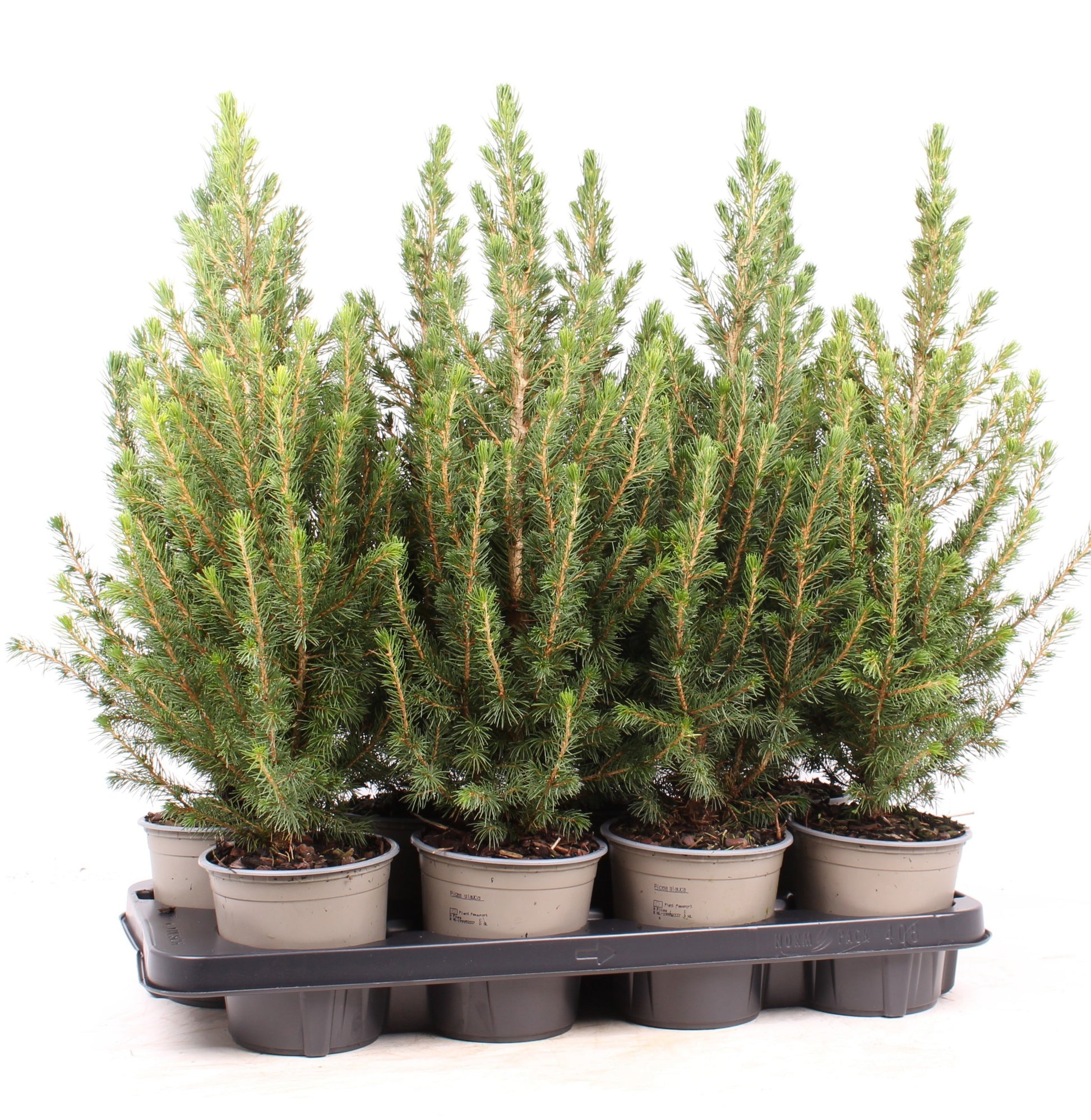 Picea glauca Conica 40cm 13cm Pot
