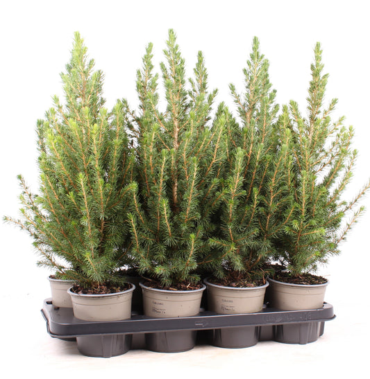 Picea glauca Conica 40cm 13cm Pot