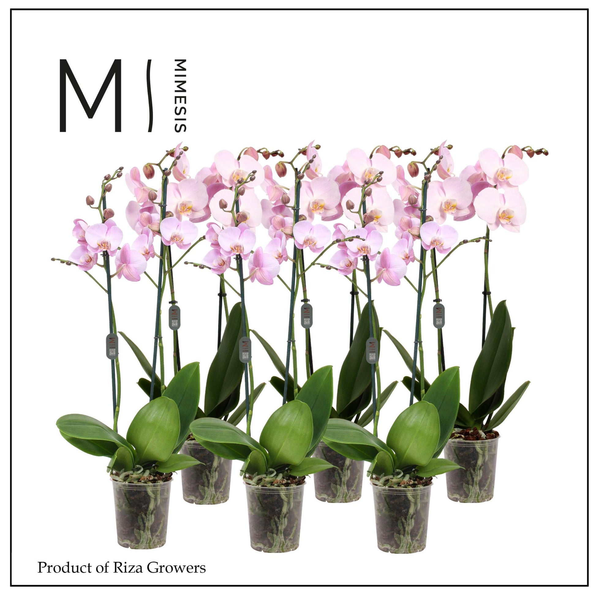 Phalaenopsis pink 70cm 12cm Pot