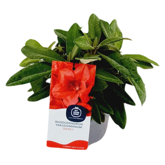 Rhododendron yakushimanum mix 35cm 15cm Pot