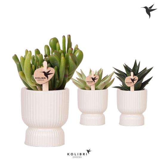 Succulent mix 13cm 6cm Pot