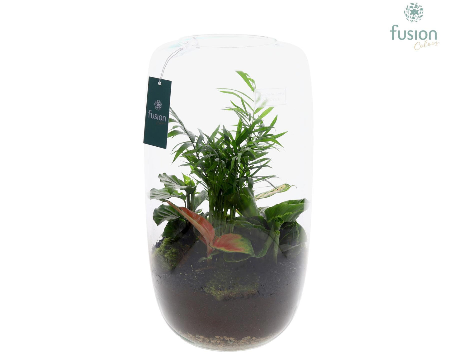 Fusioncolors BV Green Bottle Isabella XXLarge met Groene Planten Pack of 2