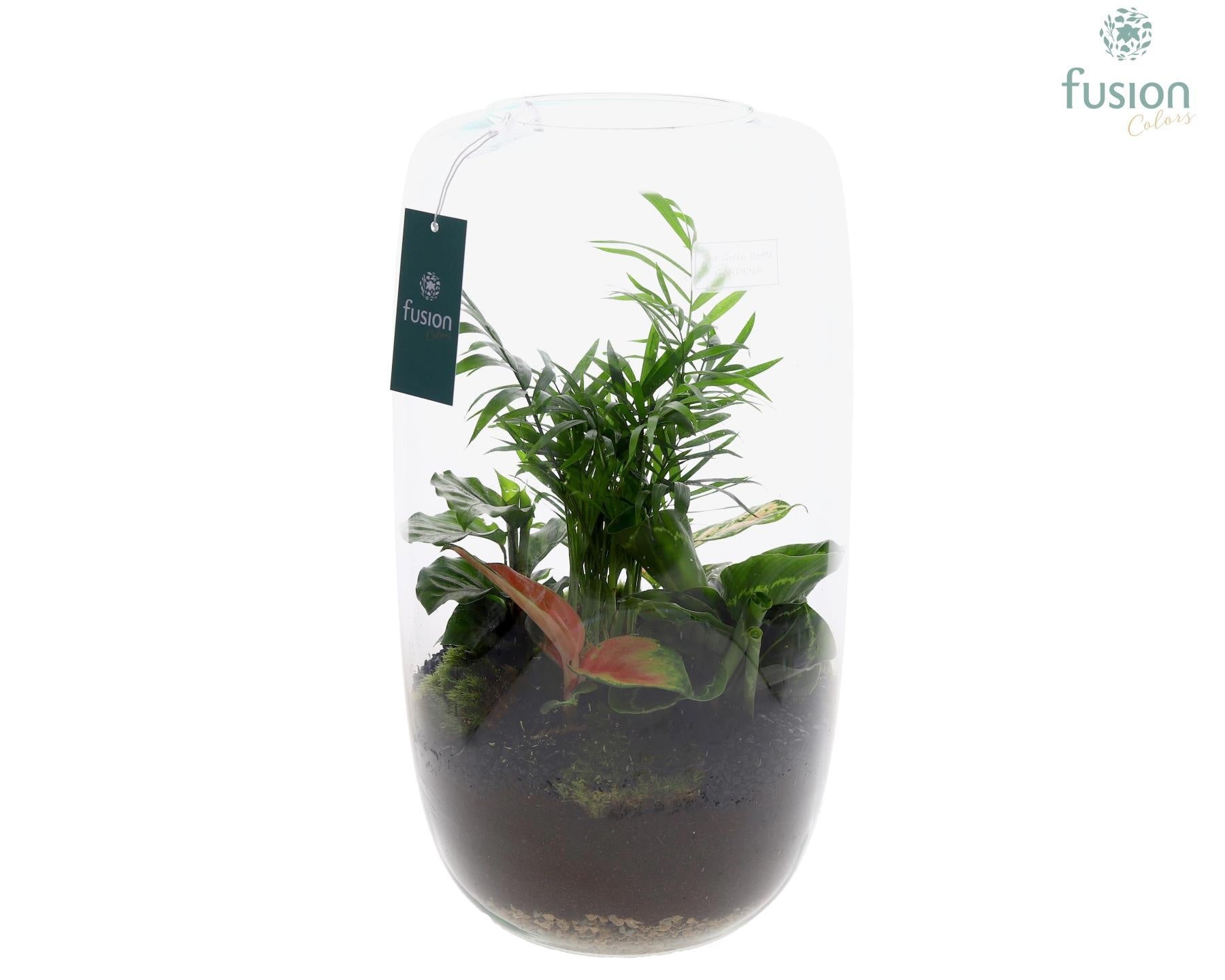 Fusioncolors BV Green Bottle Isabella XXLarge met Groene Planten Pack of 2
