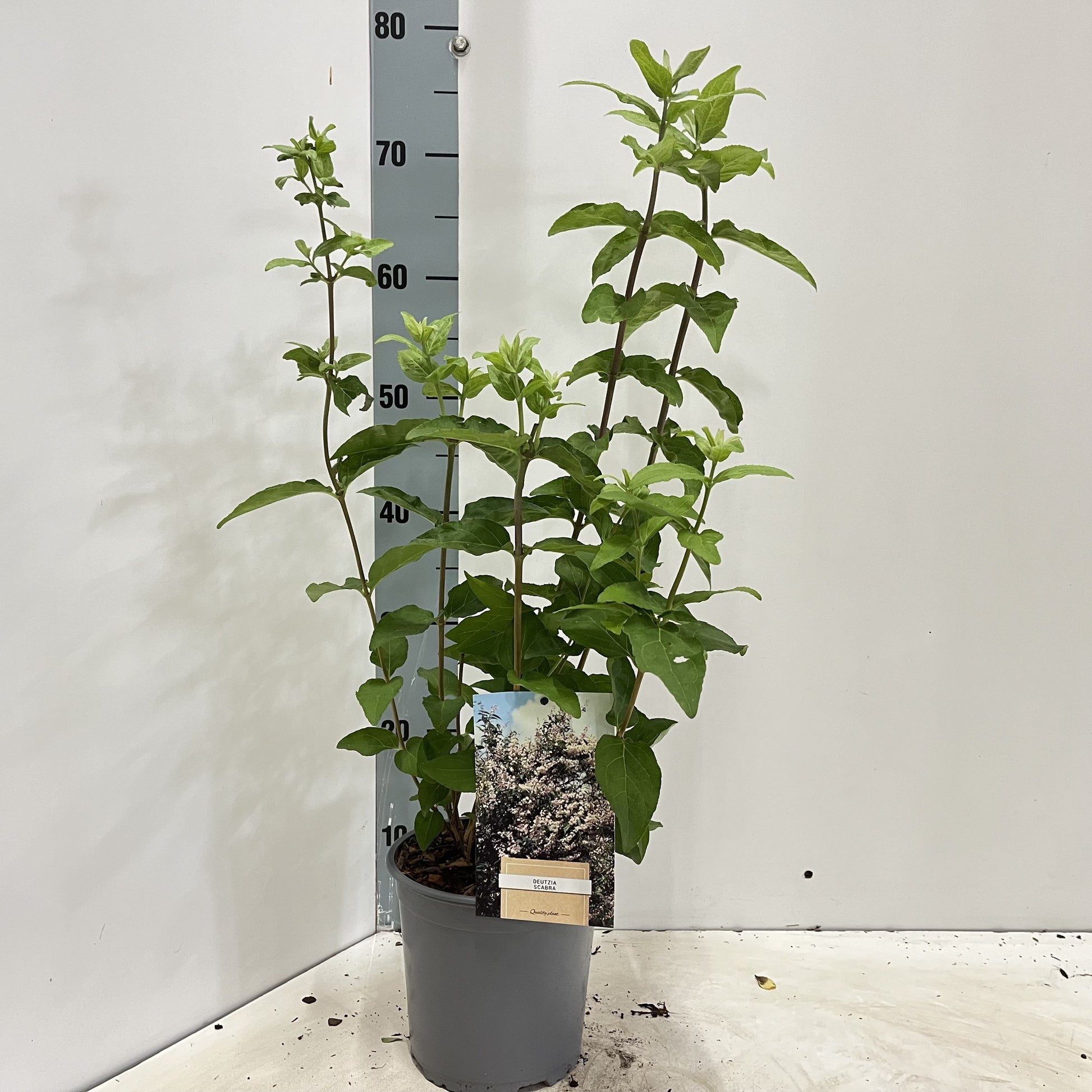 Deutzia scabra 35cm 17cm Pot