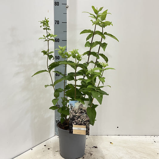 Deutzia scabra 35cm 17cm Pot