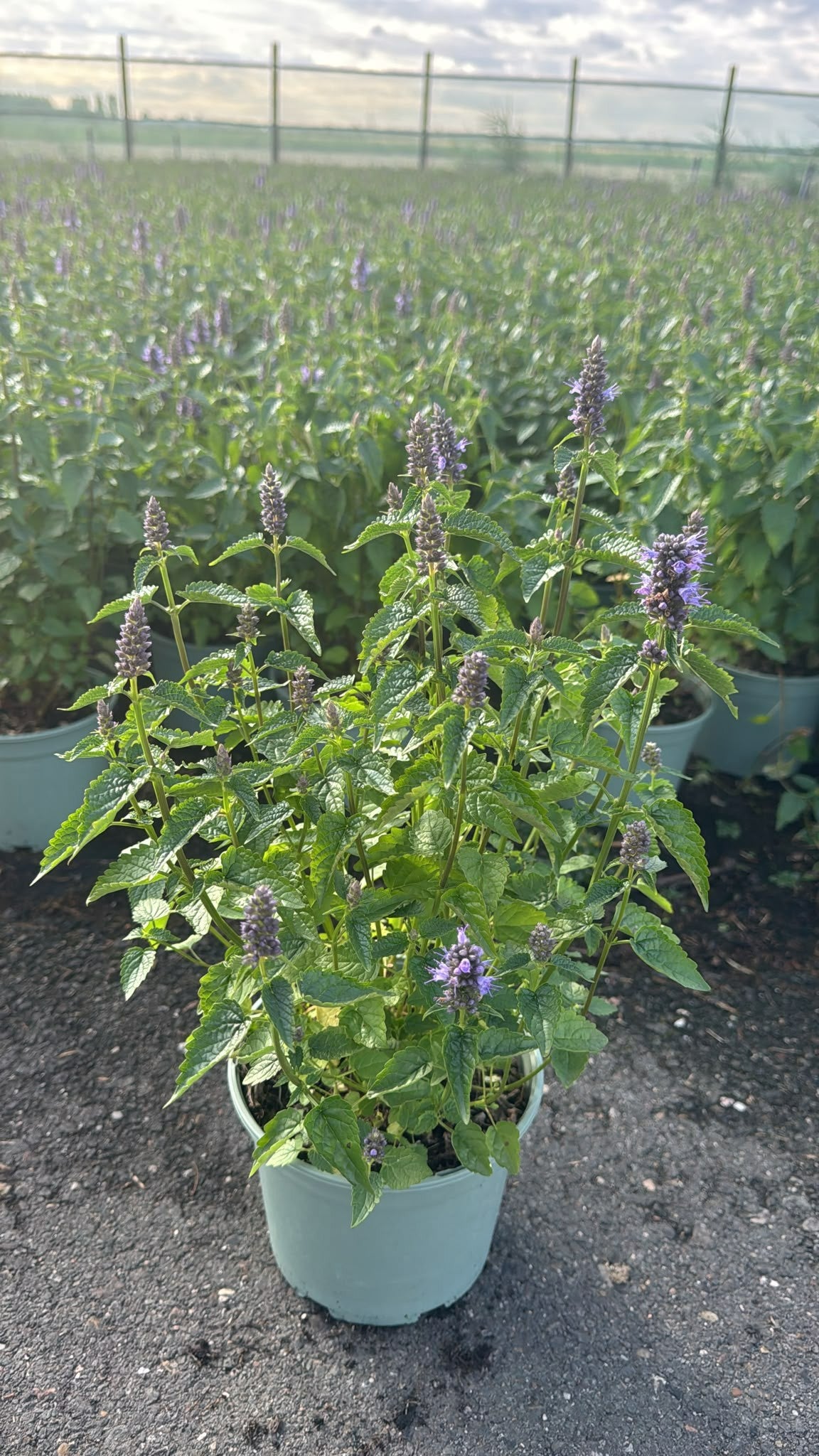 Agastache Blue Fortune 50cm 17cm Pot