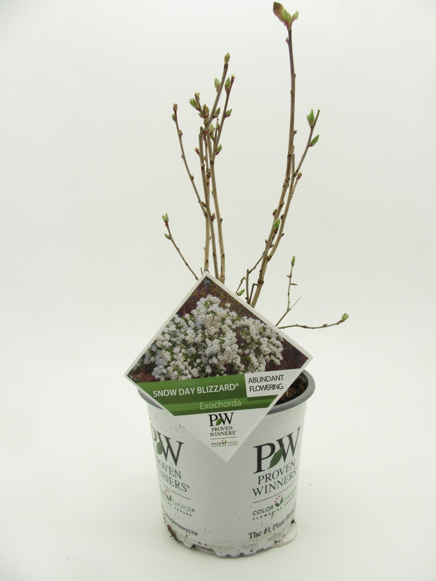 Exochorda 40cm 19cm Pot