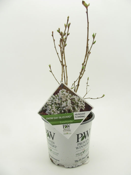 Exochorda 40cm 19cm Pot