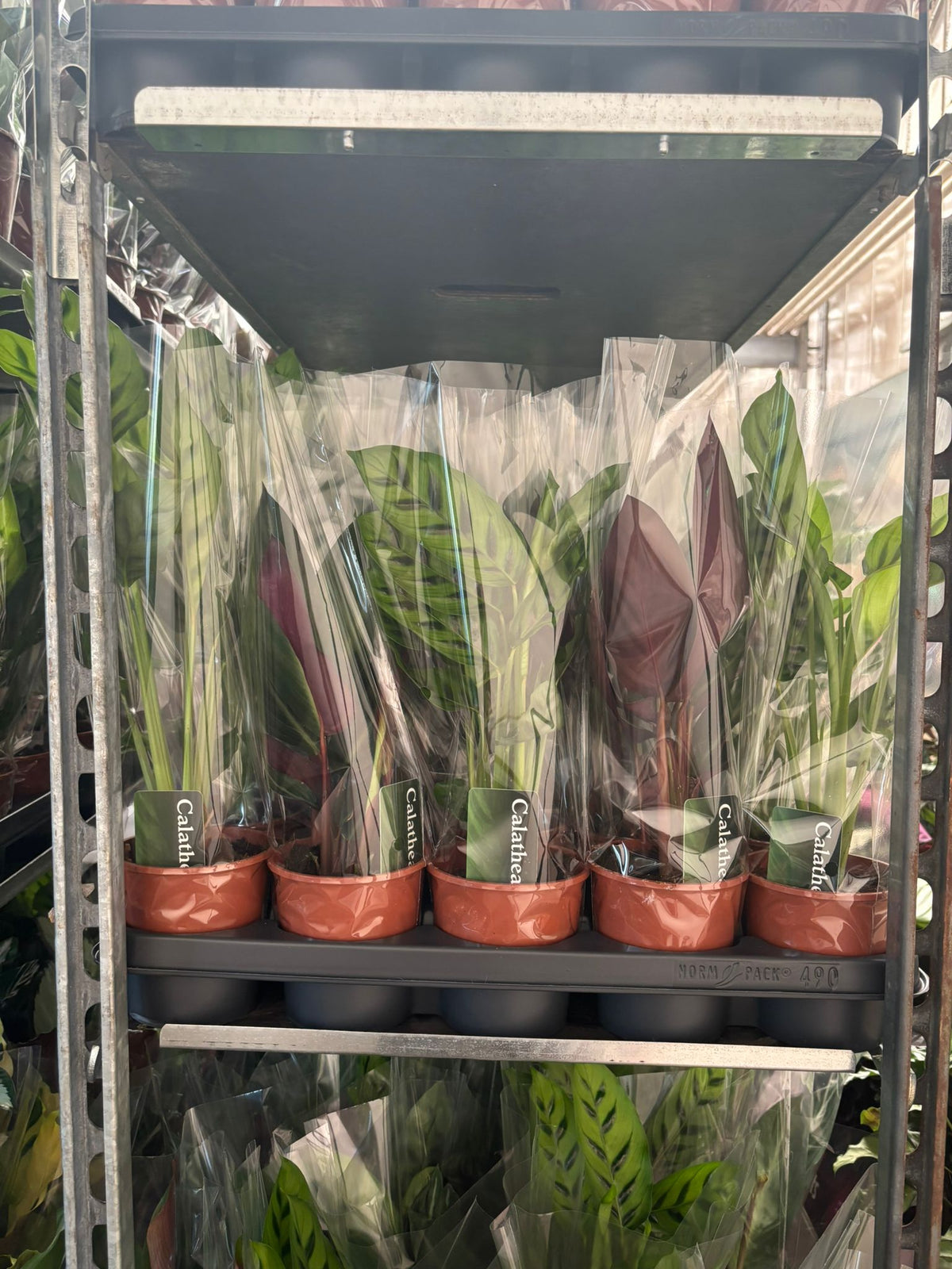 Calathea mix 40cm 12cm Pot