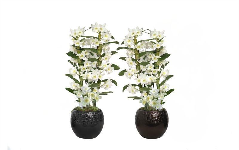 Dendrobium Apollon 50cm 12cm Pot