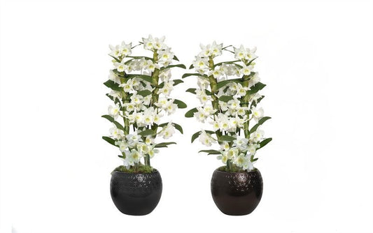 Dendrobium Apollon 50cm 12cm Pot