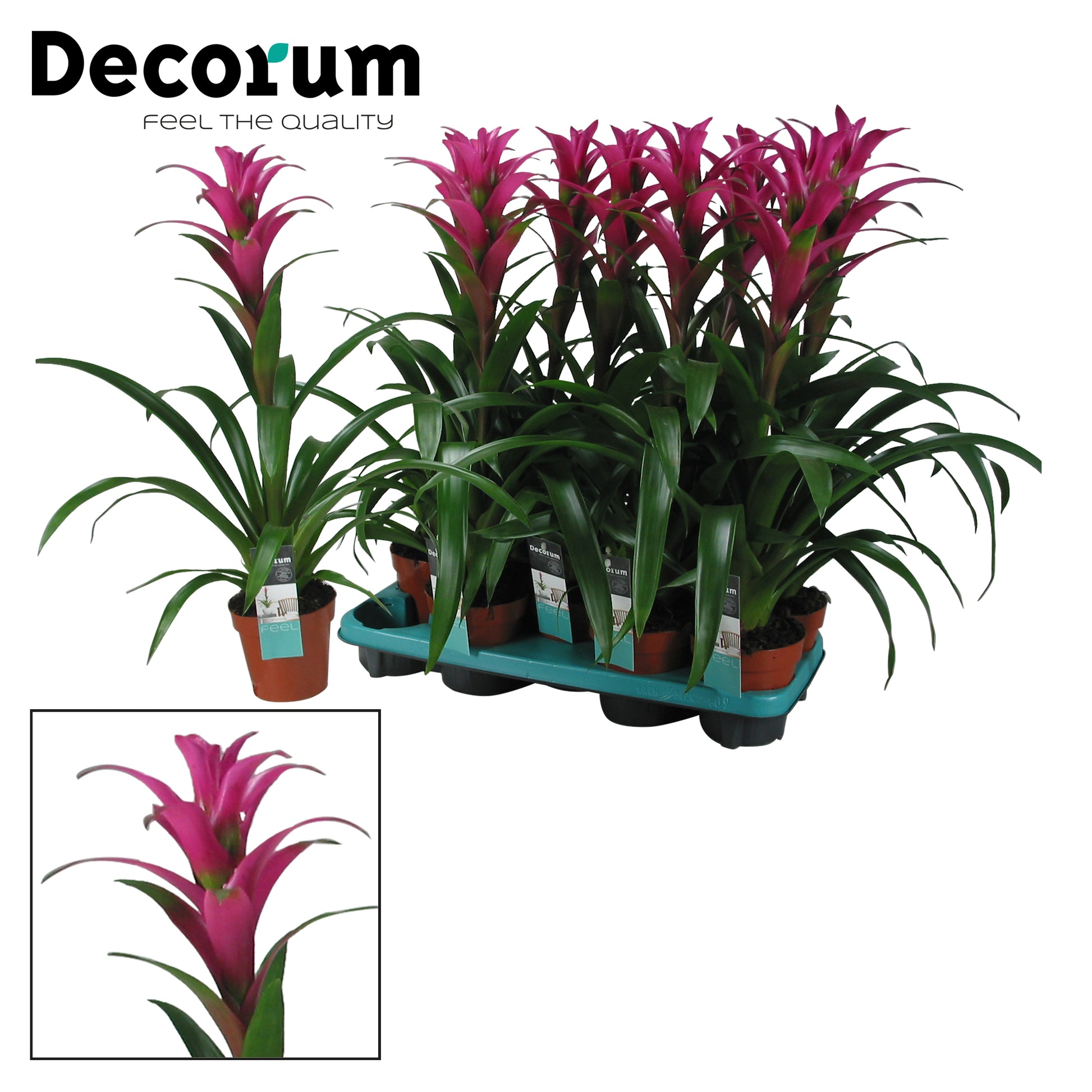 JungleStar BV Guzmania Freya Pack of 9