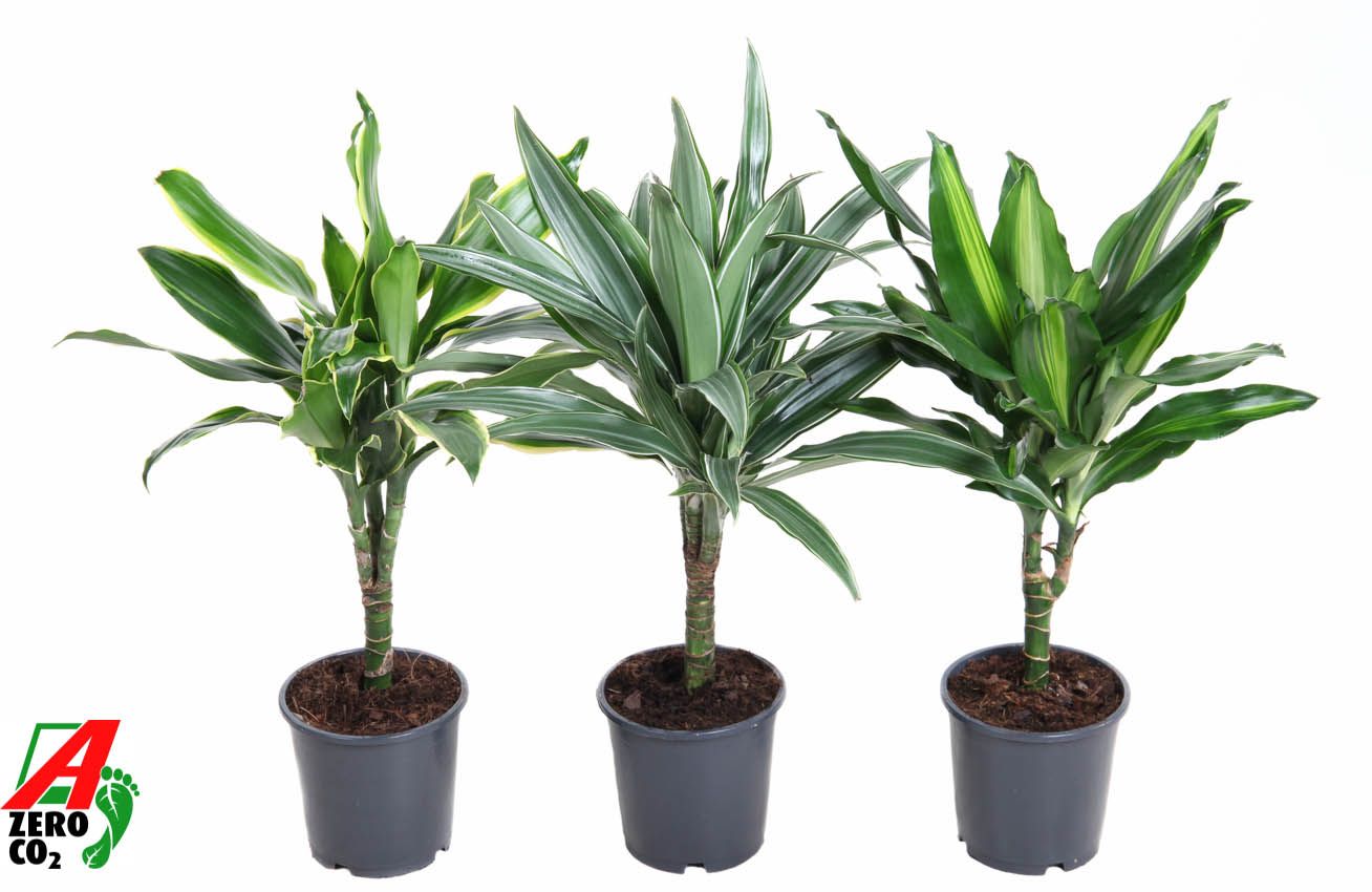Ammerlaan Green Innovator Dracaena mix Pack of 6
