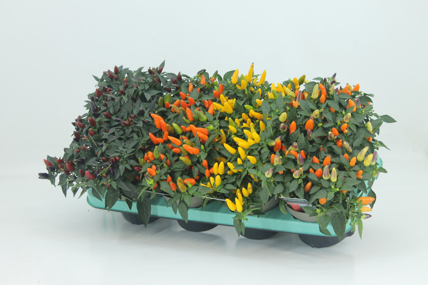 Capsicum ann. Torero mix 23cm 13cm Pot