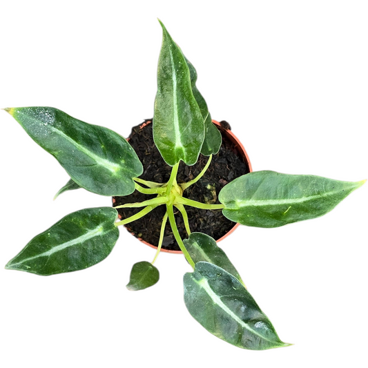 Alocasia amazonica 15cm 7cm Pot