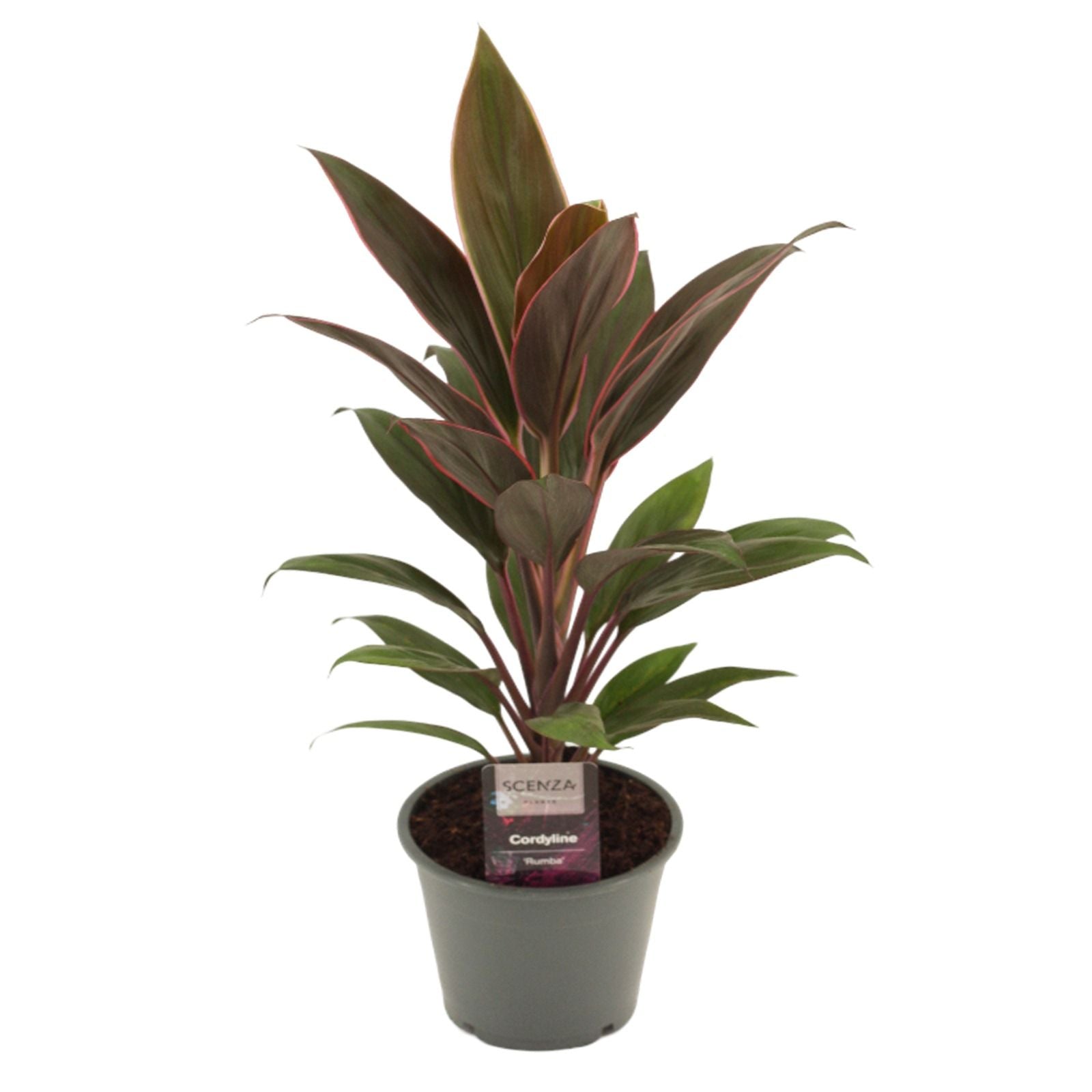 Cordyline frut. Rumba 40cm 12cm Pot