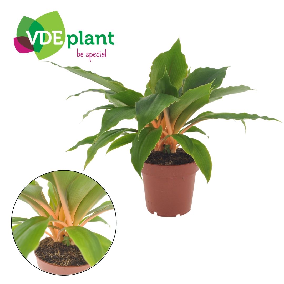 Chlorophytum Fire Flash 25cm 12cm Pot