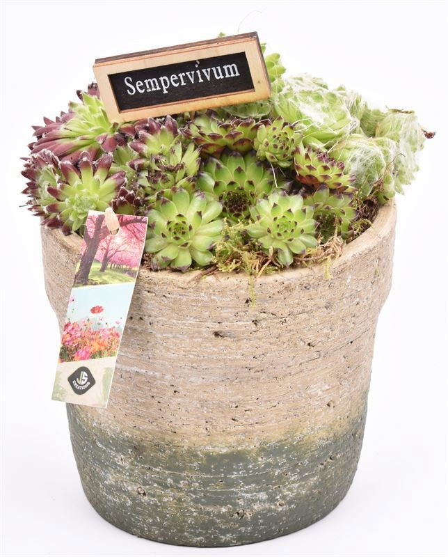 arr. Sempervivum 17cm Pot