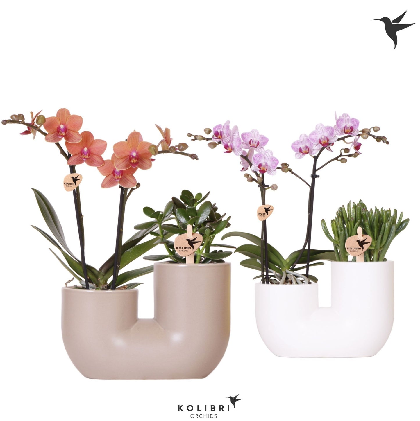 Kolibri Orchids Phalaenopsis Mix 2 spike and Succulent in Tube mix 40cm 18cm Pot