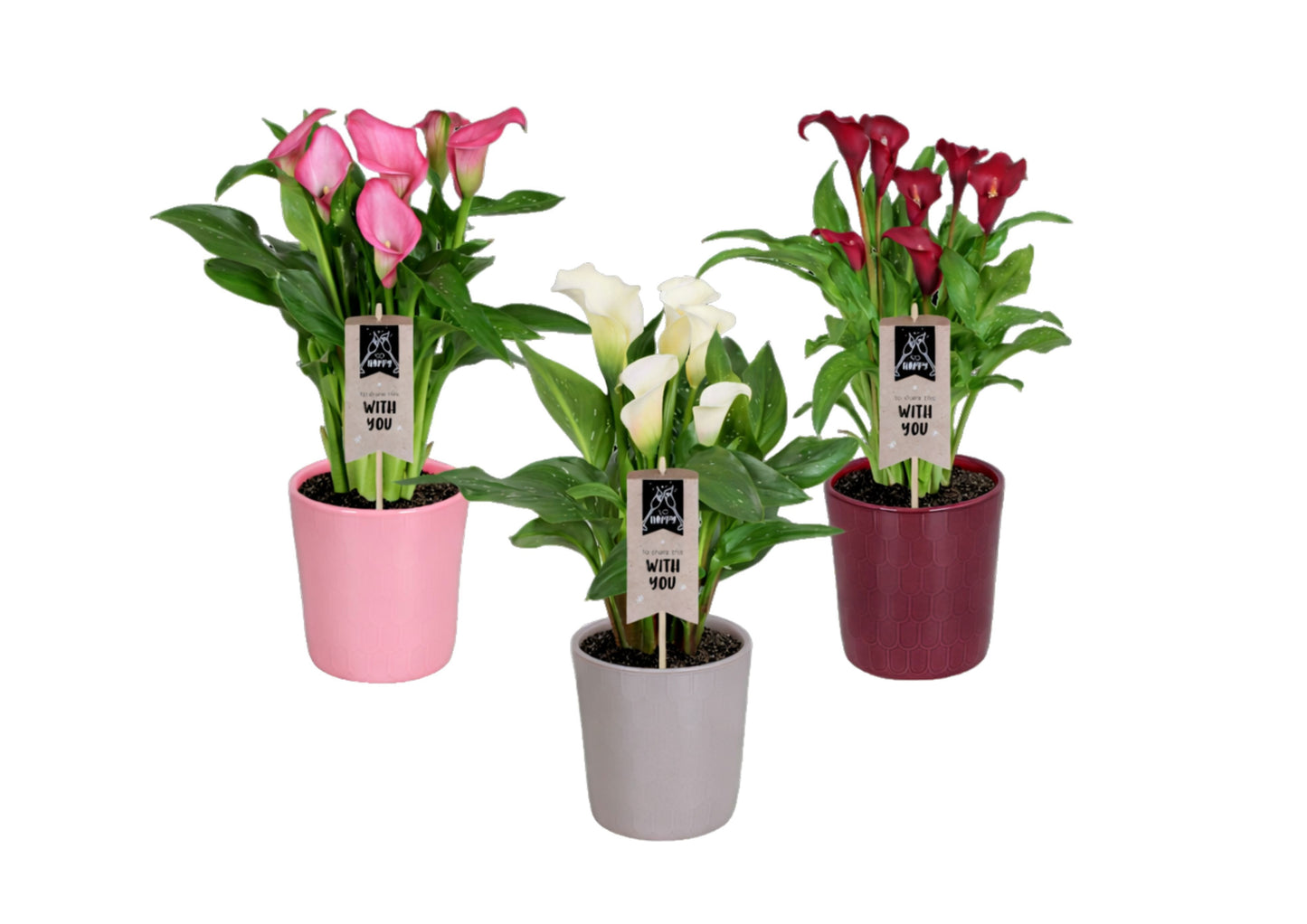Zantedeschia mix 40cm 14cm Pot