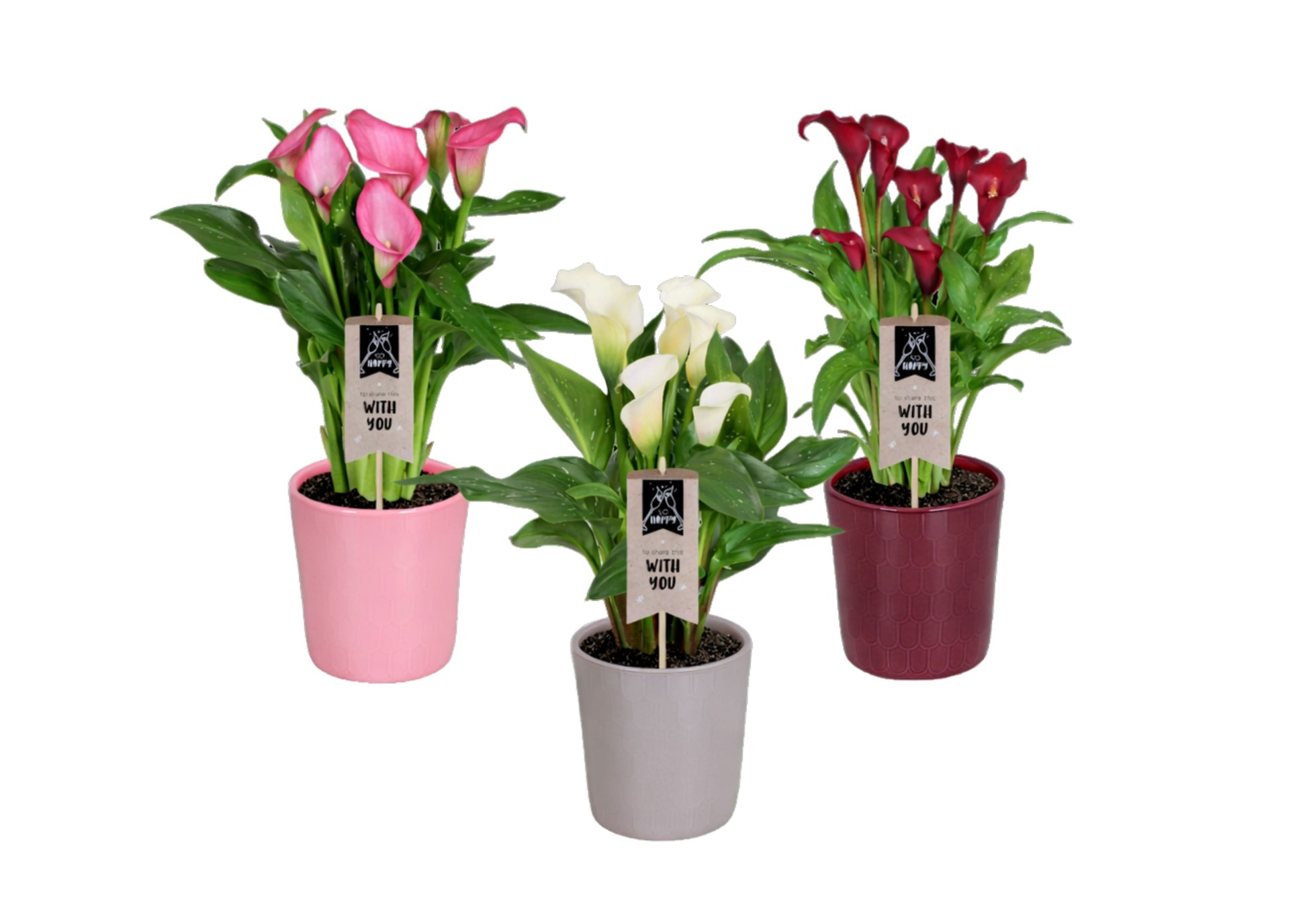 Zantedeschia mix 40cm 14cm Pot