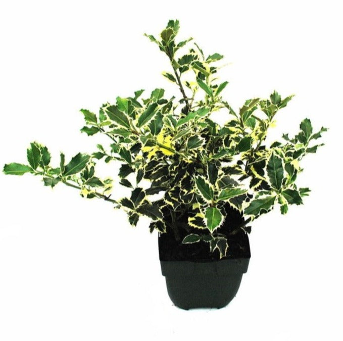 Ilex Argentea Marginata 50cm 17cm Pot