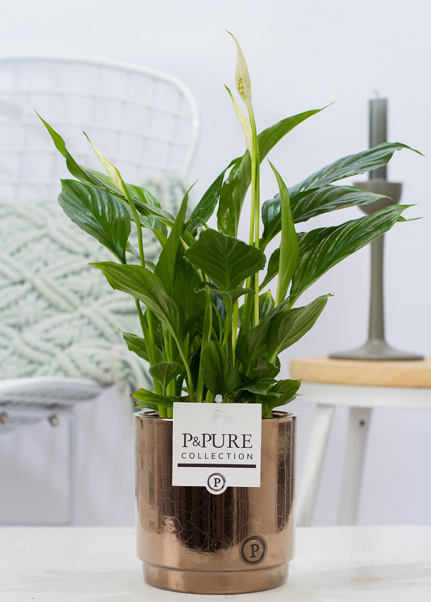 Spathiphyllum hybrid 35cm 12cm Pot