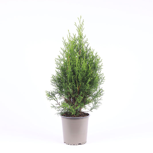 Thuja occidentalis Smaragd 40cm 13cm Pot