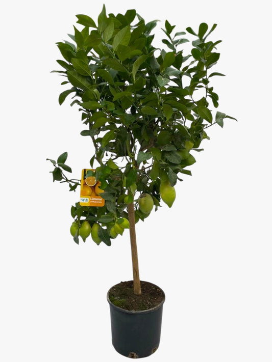 Citrus Lemon 120cm 25cm Pot