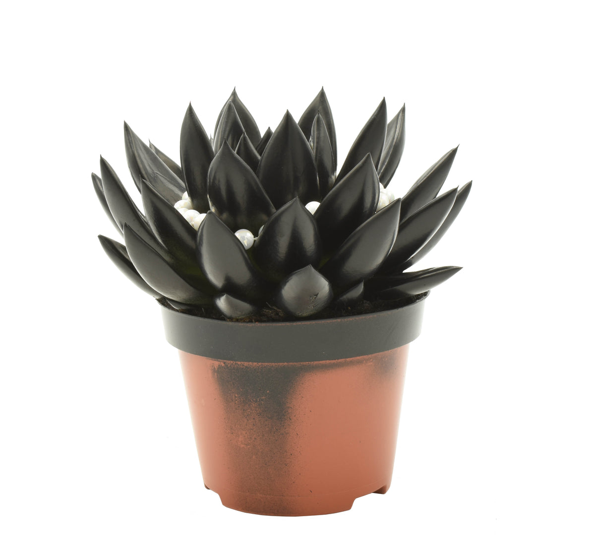Echeveria Miranda 13cm 10.5cm Pot
