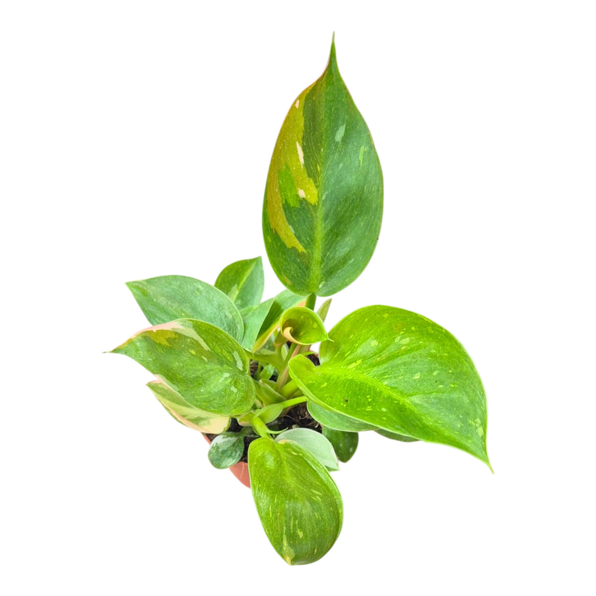 Philodendron scandens 15cm 7cm Pot