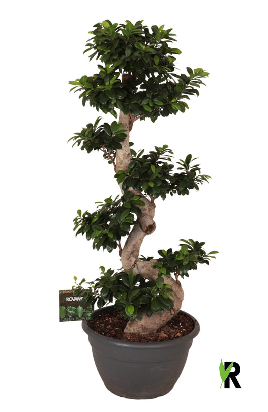 Ficus Ginseng 140cm 40cm Pot