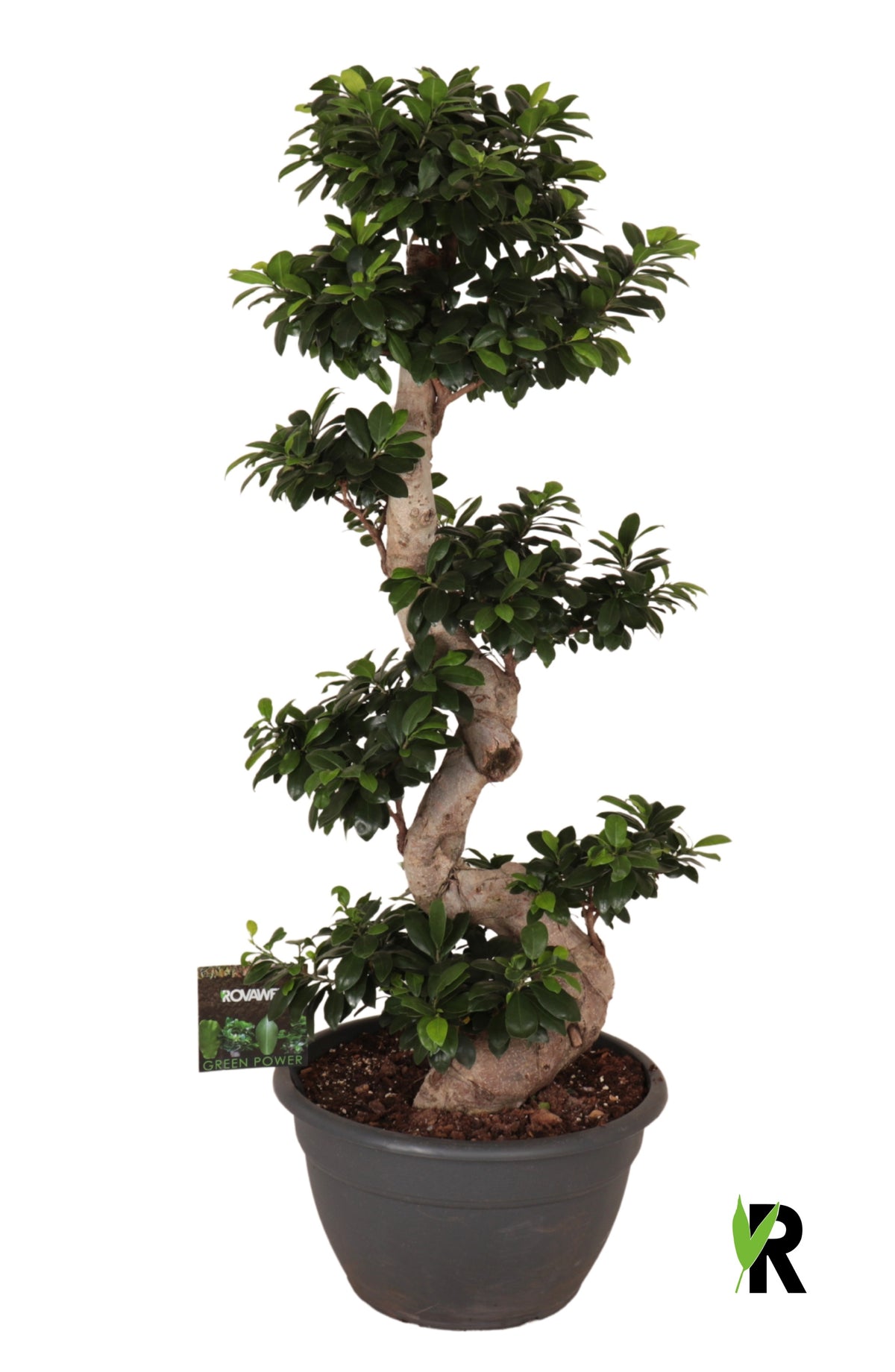 Ficus Ginseng 140cm 40cm Pot